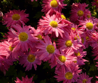 Chrysanthemum Indicum-Hybride ‘Oury’