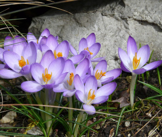 Crocus tommasinianus