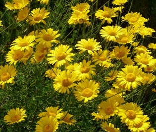 Anthemis tinctoria