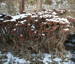 Sedum ‘Herbstfreude’ – Winteraspekt