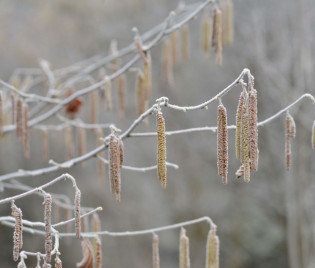 Corylus avellana