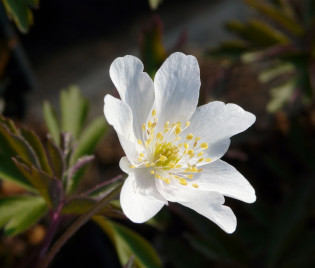 Anemone nemorosa – Busch-Windröschen