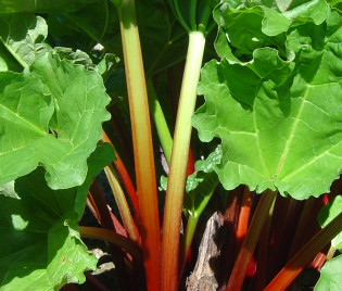 Rheum rhabarbarum 'Frambozen Rood'