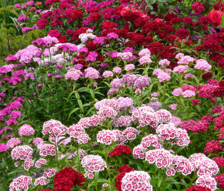 Dianthus barbatus