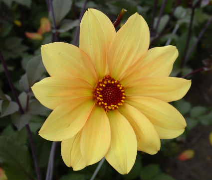 Dahlia 'Bishop of York ®' – Paeonienblütige Dahlie