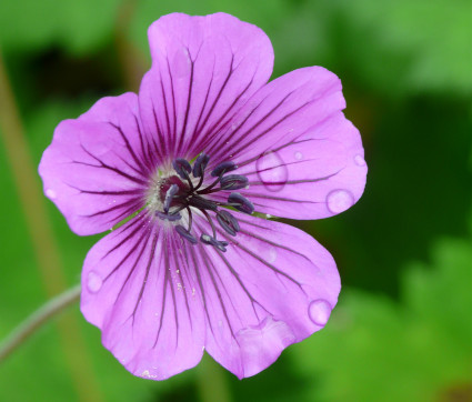 Storchschnabel - Geranium Hybride 'Pink Penny' ®