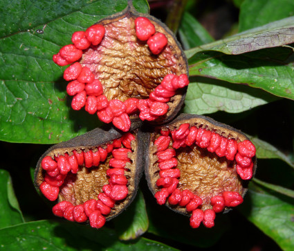 Samenstand - Paeonia mlokosewitschii 