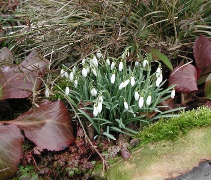 Galanthus nivalis