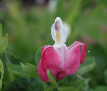 Dicentra spectabilis