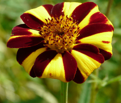 Tagetes patula 'Double Pinwheel'