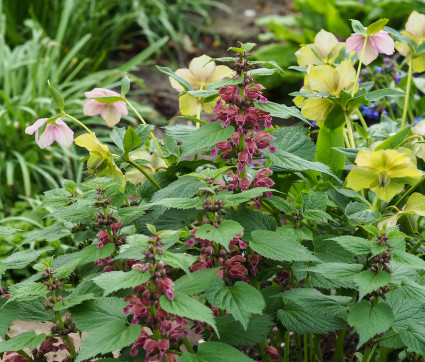 Lamium orvala