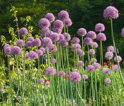 Allium altissimum 'Goliath'