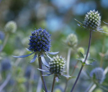 Eryngium planum 'Blaukappe'