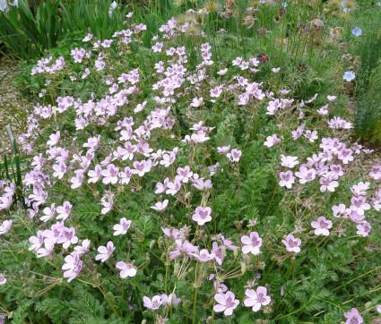 Erodium Hybride 'Almodovar'