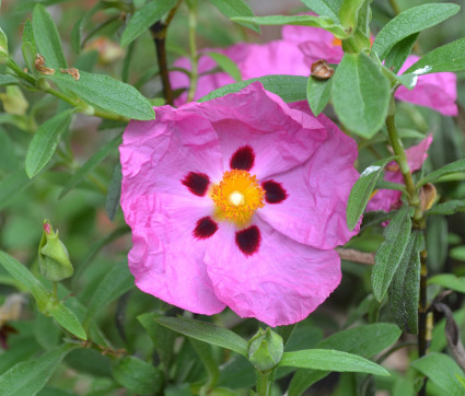 Cistus x purpureus