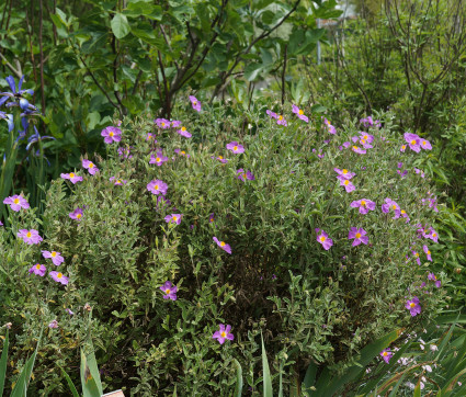 Cistus x incanus 'Belle de Jour'