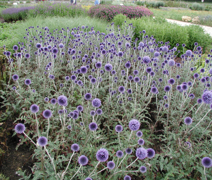 Echinops ritro 'Veitch's Blue'