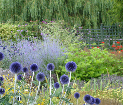 Echinops ritro