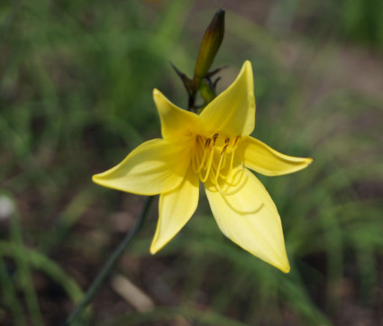 Hemerocallis-Hybride 'Melonencocktail'