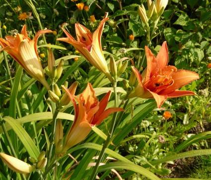 Hemerocallis fulva 'Kwanso'