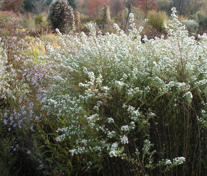 Aster ericoides 'Schneetanne'