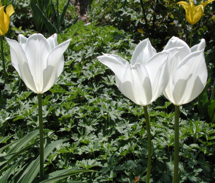 Tulipa 'White Triumphator' 