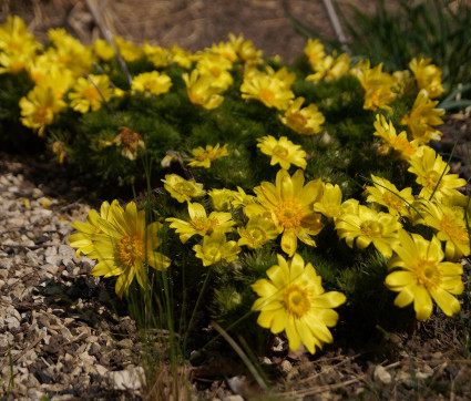 Adonis vernalis – Adonisröschen