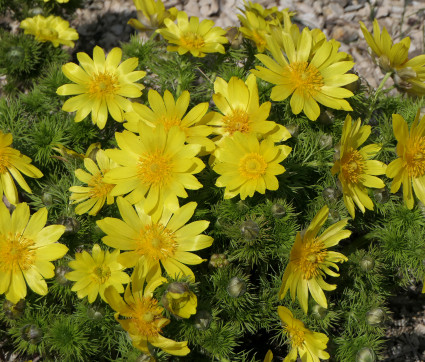 Adonis vernalis – Adonisröschen