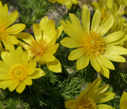 Adonis vernalis – Adonisröschen