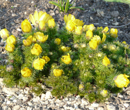 Adonis vernalis – Adonisröschen