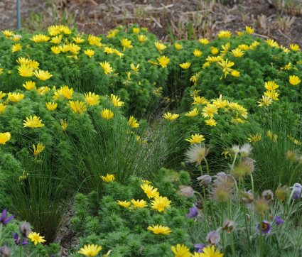 Adonis vernalis – Adonisröschen