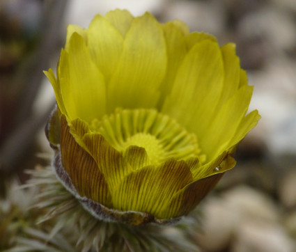 Adonis vernalis – Adonisröschen