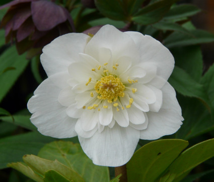 Helleborus niger – Christrose, Schneerose