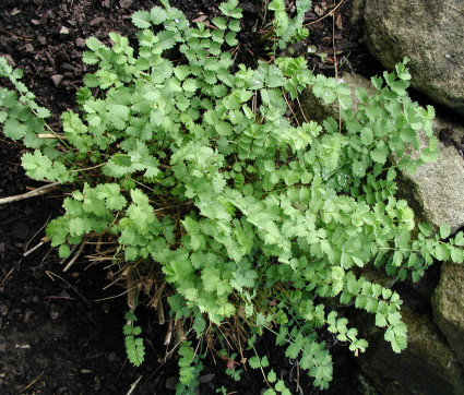 Sanguisorba minor – Pimpinelle, Kleiner Wiesenknopf