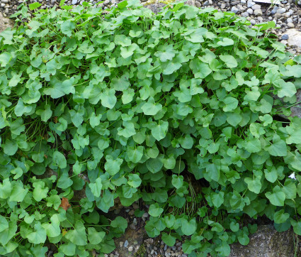 Rumex scutatus – Schild-Ampfer