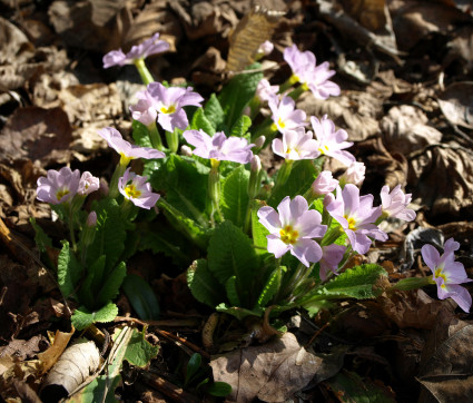 rimula vulgaris sibthorpii