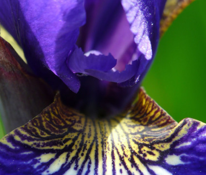 Iris sibirica 'Schöne Maid'