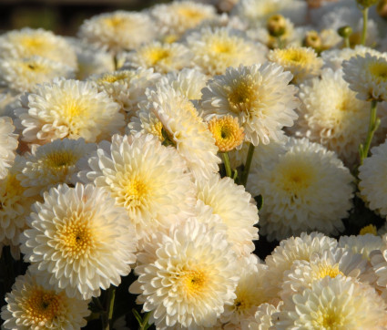 Chrysanthemum Indicum-Hybride 'White Bouquet'