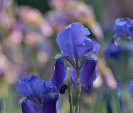 Iris germanica