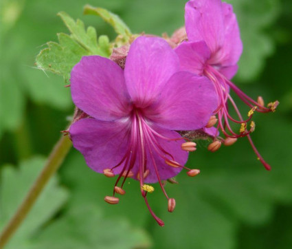 Geranium macrorrhizum 'Czakor'