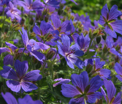 Geranium x magnificum 'Rosemoor'