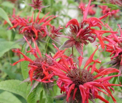  Monarda didyma 'Squaw' 