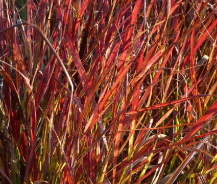 Panicum virgatum 'Shenandoah'