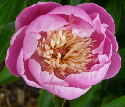 Paeonia lactiflora 'Bowl of Beauty' 