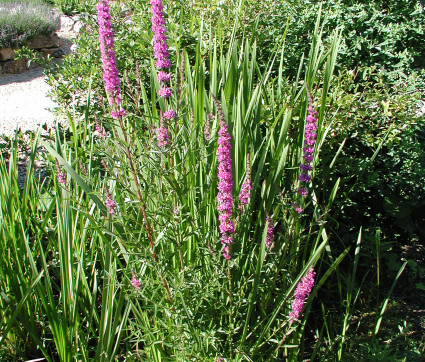 Lythrum salicaria – Blut-Weiderich