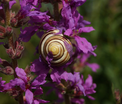 Lythrum salicaria – Blut-Weiderich