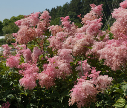 Filipendula rubra 'Venusta' – Rosa Spierstaude