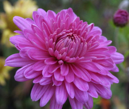 Chrysanthemum Indicum-Hybride 'Schweizerland' 