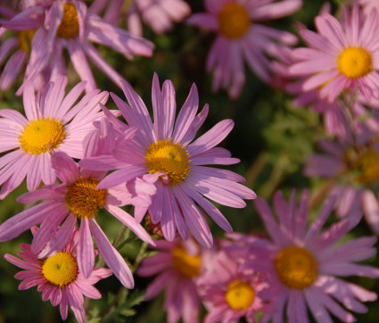 Chrysanthemum Zawadskii-Hybride 'Clara Curtis'