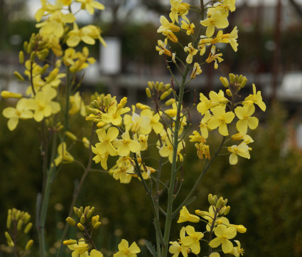 Brassica oleracea var. oleracea – Helgoländer Wildkohl, Ewiger Kohl